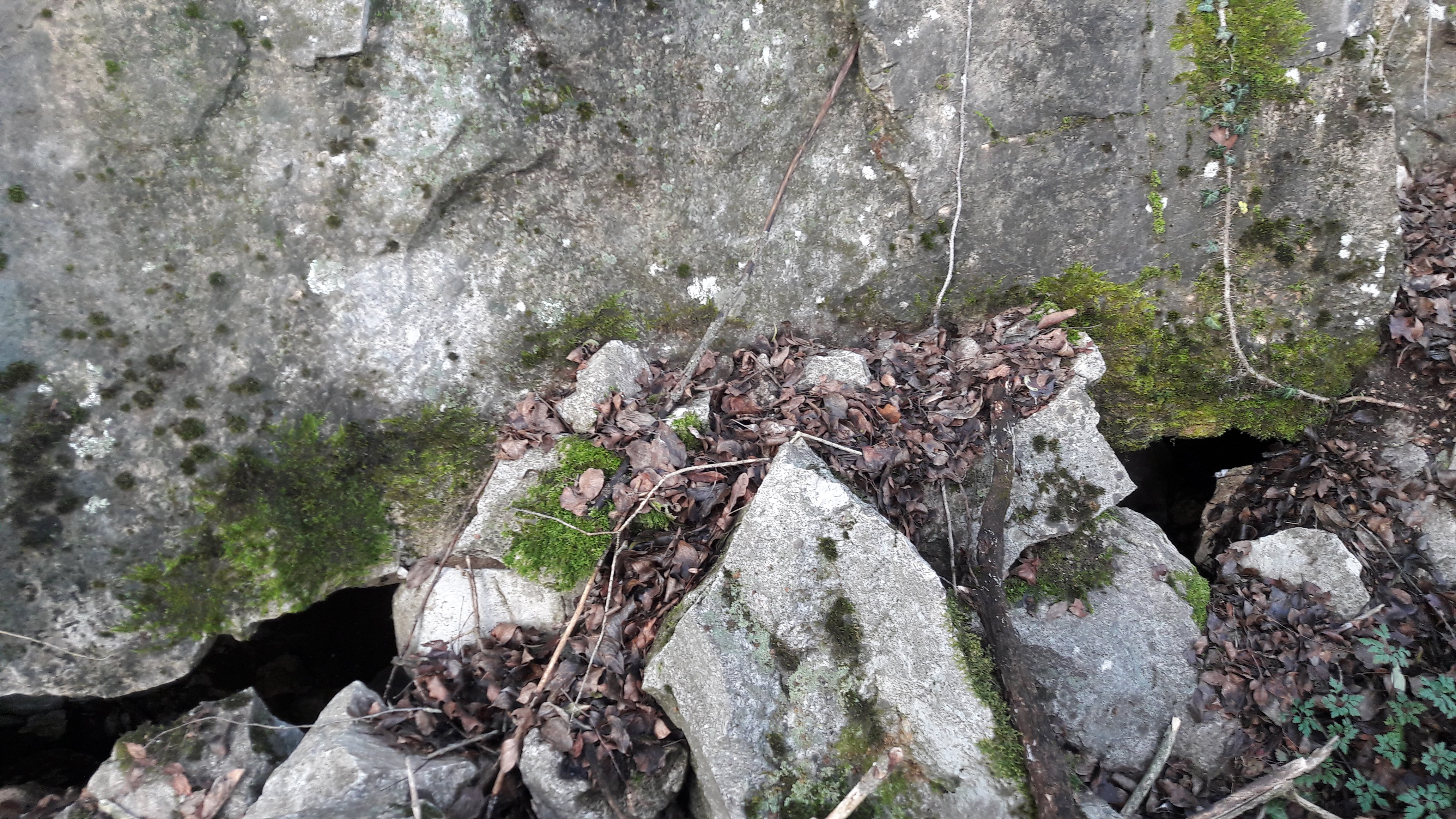 Peștera Caprelor - Image 2